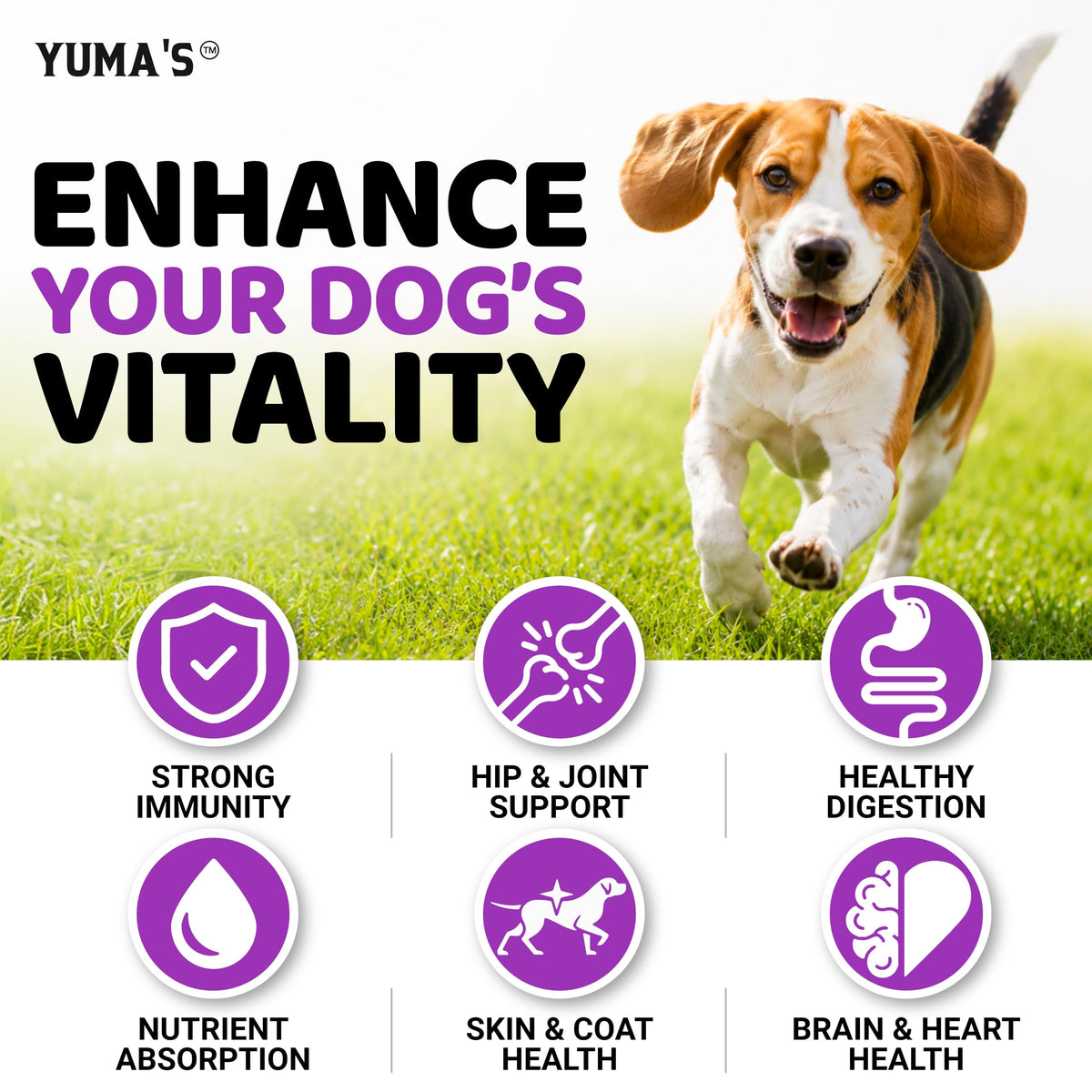 Dog Multivitamin with Glucosamine, 240 Treats L7946